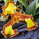 Psychopsis orchid flower, Butterfly Orchid, mutated peloric flower, strange flower, yellow and reddish-brown flower, Orchids in the Park 2022, Hall of Flowers, Golden Gate Park, San Francisco, California