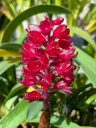 Arpophyllum giganteum subspecies alpinum, orchid species flowers, cluster of small bright magenta flowers, grown outdoors in Pacifica, California