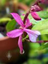 Oncidium vulcanicum, AKA Cochlioda vulcanica, AKA Odontoglossum vulcanicum, bright pink flower, orchid species flower, flower with water drops, grown outdoors in Pacifica, California
