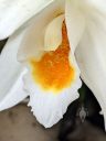 Coelogyne mooreana, orchid species flower, close-up of flower lip, white yellow and orange flower, grown outdoors in Pacifica, California