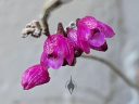 Domingoa purpurea, AKA Nageliella purpurea, orchid species flowers, tiny pink and purple flowers, grown outdoors in Pacifica, California