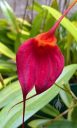 Masdevallia Swallow, orchid hybrid flower, red flower, grown outdoors in Pacifica, California