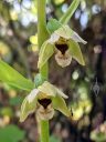Epipactis helleborine, orchid species flowers, green and white flowers, Broad-leaved helleborine growing wild in Pacifica, California