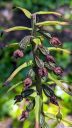 Epipactis helleborine, orchid species seedpods, Broad-leaved helleborine growing wild in Pacifica, California
