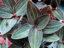 Ludisia discolor, Jewel Orchid, orchid species leaves, variegated leaves, dark purple leaves with pink stripes, Orchids in the Park 2017, Golden Gate Park, San Francisco, California