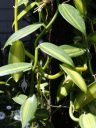 Vanilla planifolia variegata, orchid species leaves, variegated leaves, grown indoors in San Francisco, California