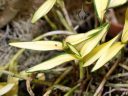 Epidendrum orchid with variegated leaves, yellow leaves with green edges, Orchids in the Park 2022, Golden Gate Park, San Francisco, California