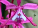 Oncidium vulcanicum, AKA Cochlioda vulcanica, Snail Orchid, close-up of orchid species flower, hot pink and white flower, miniature orchid, grown outdoors in Pacifica, California