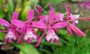 Oncidium vulcanicum, AKA Cochlioda vulcanica, Snail Orchid, orchid species flowers, hot pink and white flowers, miniature orchid, grown outdoors in Pacifica, California