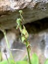 Platanthera zothecina, Alcove Bog Orchid, orchid species flowers, flowers past their prime, rare orchid, desert plant, growing wild in southeastern Utah