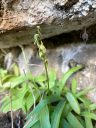 Platanthera zothecina, Alcove Bog Orchid, orchid species flowers and leaves, flowers past their prime, rare orchid, desert plant, growing wild in southeastern Utah