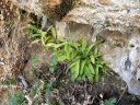 Platanthera zothecina, Alcove Bog Orchid, orchid species plants, leaves, rare orchid, desert plant, growing wild in southeastern Utah