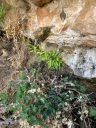 Platanthera zothecina, Alcove Bog Orchid, orchid species plants, leaves, rare orchid, desert plant, plants growing in damp seep under rock ledges, growing wild in southeastern Utah
