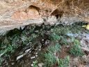 Habitat for Platanthera zothecina or Alcove Bog Orchid, desert plants growing in damp seep under rock ledges, growing wild in southeastern Utah