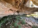 Habitat for Platanthera zothecina or Alcove Bog Orchid, desert plants growing in damp seep under rock ledges, growing wild in southeastern Utah