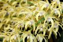Dendrobium Golden Arch, orchid hybrid flowers, fragrant flowers, Pacific Orchid Expo 2022, San Francisco, California
