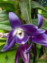 Dendrobium victoriae-reginae, orchid species flowers, bluish purple flowers, Orchids in the Park 2022, San Francisco, California