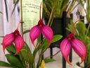 Masdevallia Ziegler's Love 'Glowing Pink', orchid hybrid flowers, purple flowers, Peninsula Orchid Society Show 2022, San Mateo, California