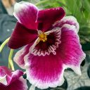 Miltoniopsis flower, Pansy Orchid, orchid flower, Orchids in the Park 2022, San Francisco, California