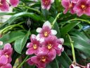 Sarcochilus Kulnura Harrow 'Purple Heart', orchid hybrid flowers and leaves, Peninsula Orchid Society Show 2022, San Mateo, California