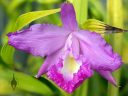 Sobralia macrantha, orchid species flower with lip still unfurling, purple flower, big flower, grown outdoors in Pacifica, California