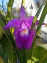 Sobralia macrantha, orchid species flower, purple flower with water drops, big flower, grown outdoors in Pacifica, California
