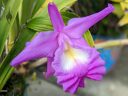 Sobralia macrantha, orchid species flower, purple flower, big flower, grown outdoors in Pacifica, California