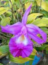 Sobralia macrantha, orchid species flower and leaves, purple flower, big flower, grown outdoors in Pacifica, California