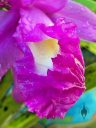 Sobralia macrantha, close-up of orchid species flower lip, purple flower lip with water drops, flower opening, big flower, grown outdoors in Pacifica, California
