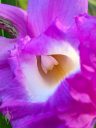 Sobralia macrantha, close-up of orchid species flower lip and column, purple flower lip with white and yellow in throat, big flower, grown outdoors in Pacifica, California