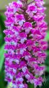 Arpophyllum giganteum, Giant Hyacinth Orchid, orchid species flowers, flowers close-up. clusters of small purple flowers, growing outdoors in Pacifica, California