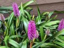 Arpophyllum giganteum, Giant Hyacinth Orchid, orchid species flowers and leaves and buds, clusters of small purple flowers, long strap-like leaves, growing outdoors in Pacifica, California