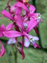 Cochlioda vulcania, orchid species flowers, miniature orchid, pink flowers, growing outdoors in Pacifica, California