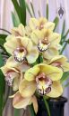 Cymbidium Ken Jacobsen 'Woodside' AM/AOS, orchid hybrid flowers, Peninsula Orchid Society Show 2022, San Mateo, California
