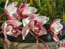 Cymbidium orchid hybrid flowers, pink flowers, flowers with water drops, growing outdoors in Pacifica, California