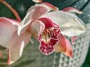 Cymbidium orchid hybrid flowers, pink flower, flower with water drops, growing outdoors in Pacifica, California