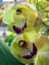 Cymbidium orchid hybrid flowers, yellow flowers, growing outdoors in Pacifica, California