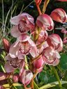 Cymbidium orchid hybrid flowers, pink flowers, growing outdoors in Pacifica, California