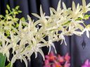 Dendrobium Greta Snow 'Cheryl' FCC/AOS, orchid hybrid flowers, white flowers, Pacific Orchid Expo 2020, San Francisco