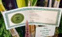 Award of Merit (AM) certificate for Dendrobium Greta Snow 'Cheryl' FCC/AOS, Pacific Orchid Expo 2020, San Francisco