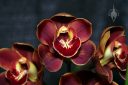 Cymbidium Khan Wall 'Bronze Gold', orchid hybrid flowers, Pacific Orchid Expo 2023, Golden Gate Park, San Francisco, California