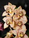 Cymbidium Luna Rossa 'Windemere', orchid hybrid flowers, Pacific Orchid Expo 2022, Golden Gate Park, San Francisco, California