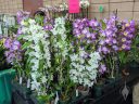 Dendrobium nobile, orchid plants with flowers, white purple and yellow flowers, Pacific Orchid Expo 2023, Golden Gate Park, San Francisco, California