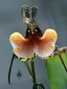 Dracula chestertonii 'Quetzalcoatl', orchid species flower, pleurothallid, weird flower with strange lip, Pacific Orchid Expo 2023, Golden Gate Park, San Francisco, California