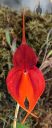 Masdevallia veitchiana, orchid species flower, orange and purple flower, pleurothallid, Pacific Orchid Expo 2023, Golden Gate Park, San Francisco, California