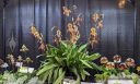 Paphiopedilum orchid display, orchid hybrid flowers, Paph, Lady Slippers, large and small plants, Pacific Orchid Expo 2023, Golden Gate Park, San Francisco, California