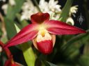 Phragmipedium Twilight, Phrag, Lady Slipper, red flower, orchid hybrid, Pacific Orchid Expo 2022, Golden Gate Park, San Francisco, California