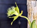 Rhyncholaelia digbyana, orchid species flower, AKA Brassavola digbyana, large flower with frilly lip, pale yellowish-green flower, grown indoors in Pacifica, California