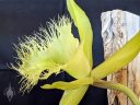 Rhyncholaelia digbyana, orchid species flower, AKA Brassavola digbyana, close-up of large flower with frilly lip, pale yellowish-green flower, grown indoors in Pacifica, California