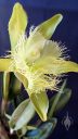 Rhyncholaelia digbyana, orchid species flower, AKA Brassavola digbyana, large flower with frilly lip, pale yellowish-green flower, grown indoors in Pacifica, California